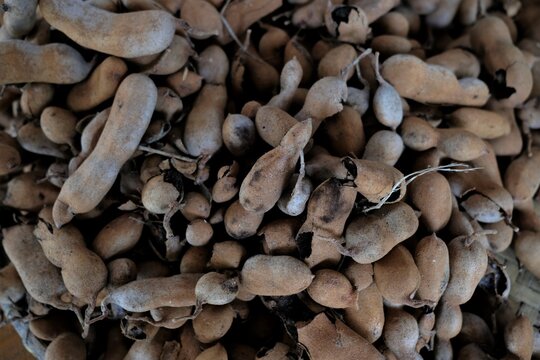 Photo of raw tamarind fruits