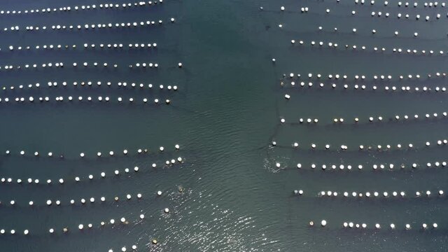 Aerial view of mussel field on the sea in Zhoushan Shengsi China. Drone shot footage 4k(UHD).