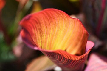 Canna is a Cannaceae bulb plant native to tropical America.
