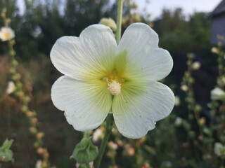 apple tree blossom