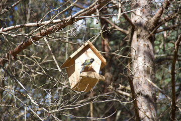 Birds on the tree