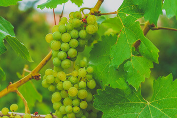 eine Weinrebe in der Nahaufnahme