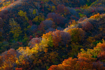 朝日の斜光に輝く鳥海山山麓の紅葉
