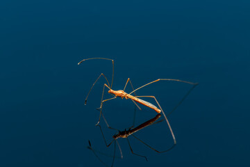 Stilt Bug or Thread Bug -  Neoneides muticus