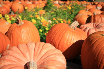 Orange pumpkins with wildflowers