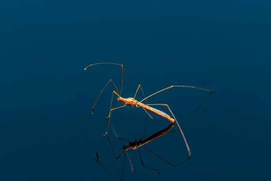 Stilt Bug or Thread Bug -  Neoneides muticus