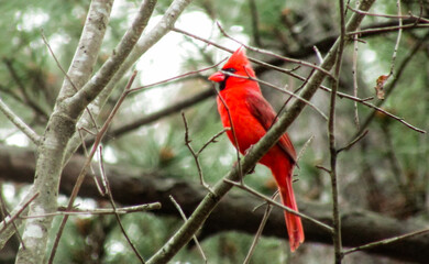 red cardinal on a branch