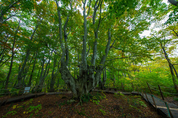 鳥海山山麓獅子ヶ鼻湿原のブナ林の異形ブナ巨木のあがりこ大王