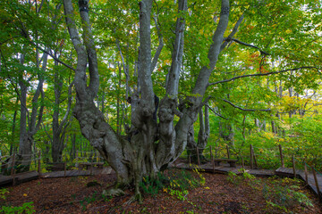 鳥海山山麓獅子ヶ鼻湿原のブナ林の異形ブナ巨木のあがりこ大王