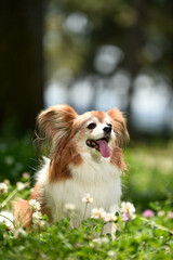 自然の中でおすましするミックス犬