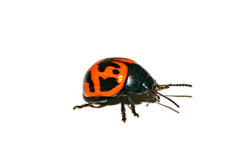 Species Labidomera clivicollis - Swamp Milkweed Leaf Beetle
