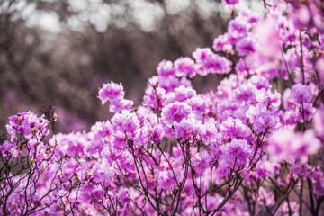 The beautiful Azalea flower scenery of spring field in the sunshine blurred backgound.