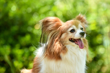 自然の中でおすましするミックス犬