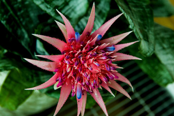 Fototapeta premium Close up of colorful and beautiful Aechmea Fasciata,Bromeliad flowers in summer morning. Flowers for beautiful postcards.