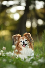 自然の中でおすましするミックス犬