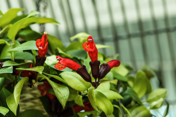 Close up on beautiful red Lipstick vine flower,Aeschynanthus radicans in garden.