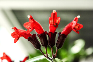 Close up on beautiful red Lipstick vine flower,Aeschynanthus radicans in garden.