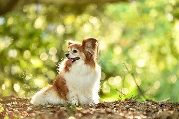 自然の中でおすましするミックス犬