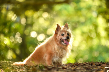 自然の中でおすましするミックス犬