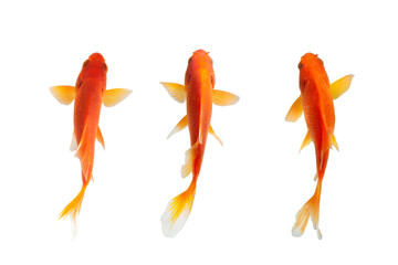Top view fish on white background - Powered by Adobe