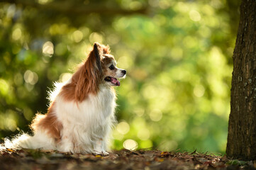 自然の中でおすましするミックス犬