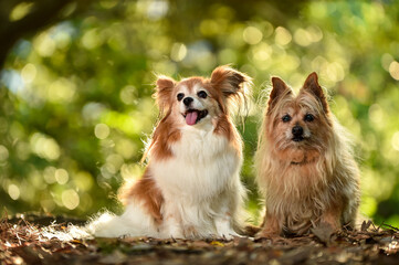 自然の中でおすましするミックス犬