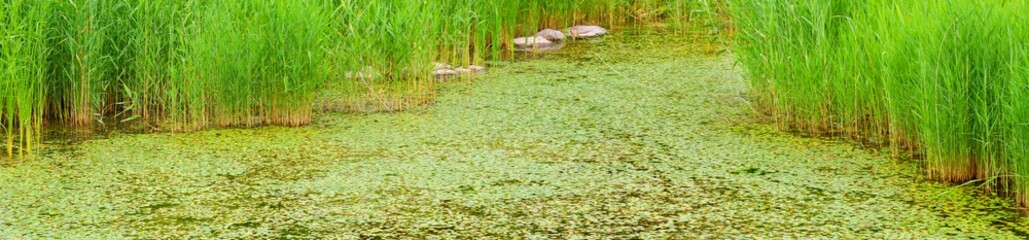 panoramic view of young green reed and lake 