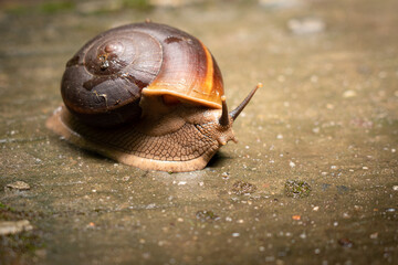 A snail with big helix shell is crawling on the concrete floor. Animal and wildlife photo. Selective focus at it's small eye.