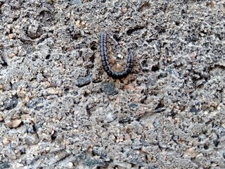 Earthworm on wall