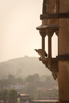 Vulture resting on rooftop of Orchha Chhartris, in India