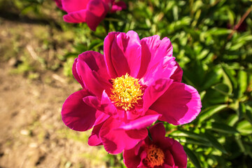 Obraz premium Beautiful pink color peony flower with dew in garden.