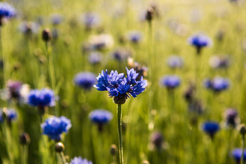 Obraz premium The beautiful blue Cornflower in garden.