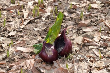 Obraz premium 座禅草