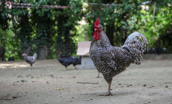 hens coks little chickens in a farm