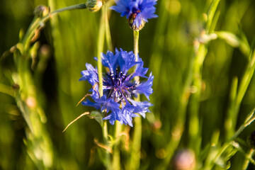 The beautiful blue Cornflower in garden.