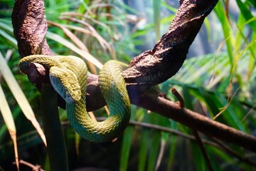 Naklejka na ściany i meble Green snakes
