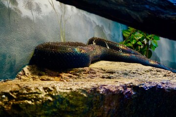 Dark Snakes