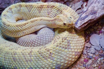 Yellow Snakes