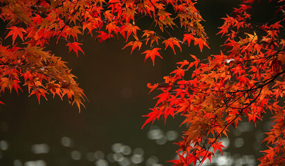 Autumn leaves along the river. 川沿いの紅葉