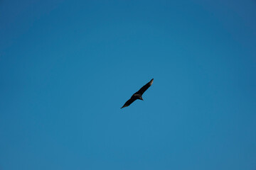 flying Vulture bird in the sky