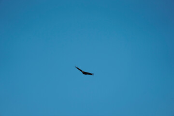 flying Vulture bird in the sky