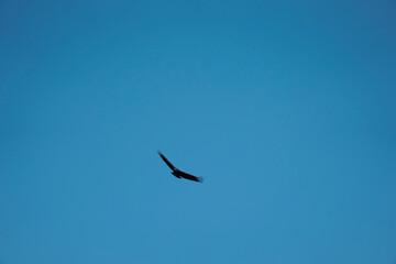 flying Vulture bird in the sky