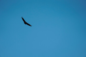 flying Vulture bird in the sky