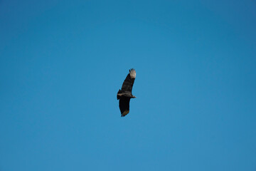 flying Vulture bird in the sky