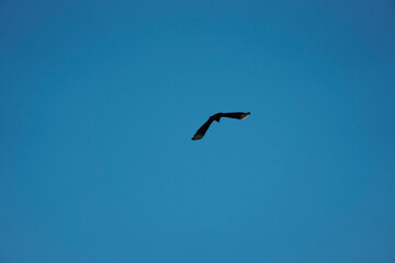 flying Vulture bird in the sky