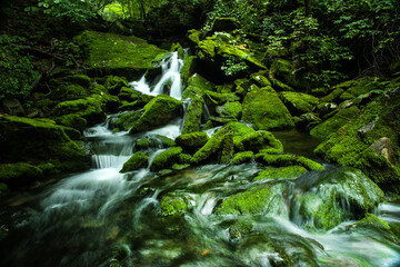 Mossy valley.Beautiful mountain stream with moss covered stone,