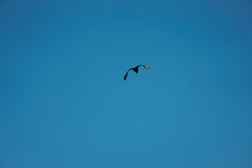 flying Vulture bird in the sky