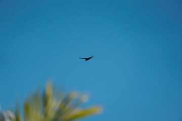 flying Vulture bird in the sky