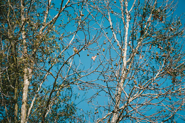 tree branches against blue sky