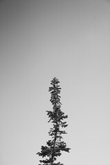 pine tree black and white